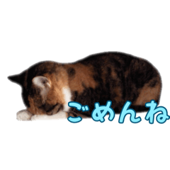 [LINEスタンプ] うちにゃんずの日常