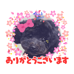 [LINEスタンプ] 増！ 黒プードル犬 可愛いいスタンプ！