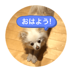 [LINEスタンプ] ポメラニアン×チワワ スピカ★