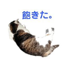 [LINEスタンプ] にゃんにゃんスタンプ✩.*˚