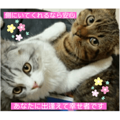 [LINEスタンプ] 愛猫♡雅くんと清春くん