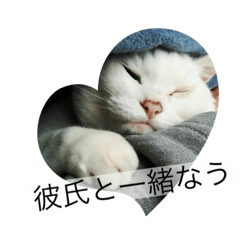 [LINEスタンプ] かわいいしろぬこ4