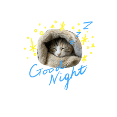 [LINEスタンプ] ねこのかわいいごあいさつスタンプ