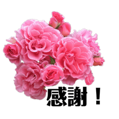 [LINEスタンプ] yasuおばさんの薔薇言葉R3-2