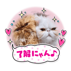 [LINEスタンプ] ピョルポギ