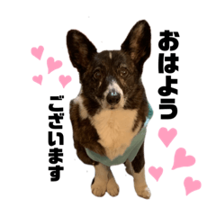 [LINEスタンプ] コーギー♡挨拶編