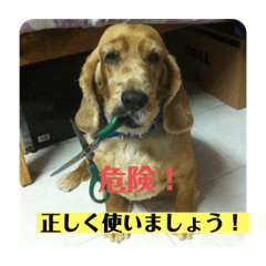 [LINEスタンプ] 妹妹(マイマイ)