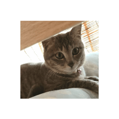 [LINEスタンプ] しましま猫さくらこ