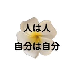 [LINEスタンプ] 優しくてポジティブなプルメリア
