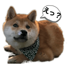 [LINEスタンプ] 可愛い柴犬の赤豆＆黒豆 使える基本パック