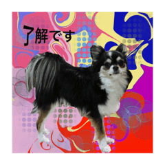 [LINEスタンプ] ワンちゃんとネコちゃんの写真スタンプ(3)