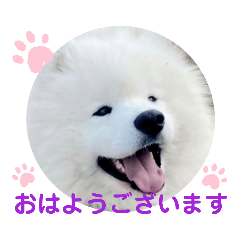 [LINEスタンプ] サモエドスタンプ by WINDRIDER