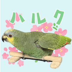 [LINEスタンプ] ボウシインコのハルク