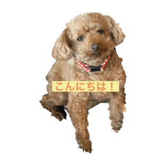 [LINEスタンプ] 小野家の四つ足さんたち②
