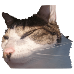 [LINEスタンプ] 小野家の四つ足さんたち ③