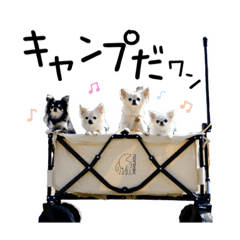 [LINEスタンプ] アッキーナ家の4チワちゃん☆シンプル②