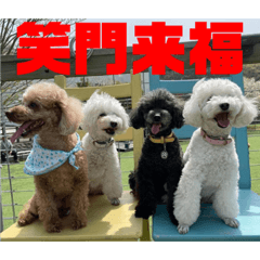 [LINEスタンプ] プードルパラダイス①❤️