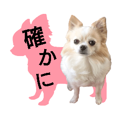 [LINEスタンプ] チワワのジャビとココ、ダックスのコタロー