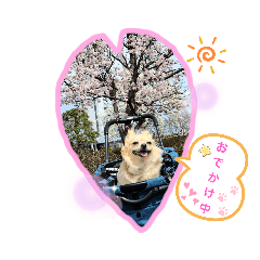 [LINEスタンプ] ナナちゃんスタンプ【よく使うワン】