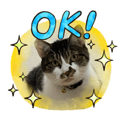 [LINEスタンプ] ジョイにゃんこ②