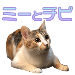 [LINEスタンプ] 猫のミーとチビ