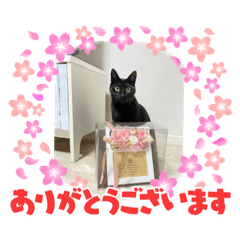[LINEスタンプ] 黒猫こったん 4