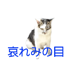 [LINEスタンプ] ネコネコスタンプ✩.*˚