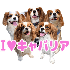 [LINEスタンプ] 【毎日使える】 みんなの キャバリア 2