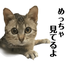 [LINEスタンプ] エジプシャンマウのにぼしさん パート2