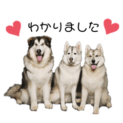 [LINEスタンプ] ハスキー＆マラミュート三兄弟