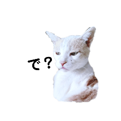 [LINEスタンプ] うちニャン モコ♂