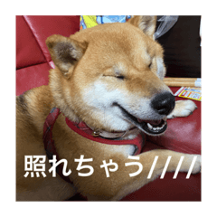 [LINEスタンプ] 関西犬 2