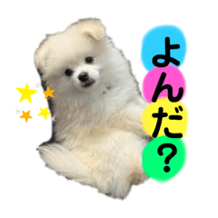 [LINEスタンプ] 愛犬エースのスタンプ