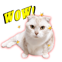 [LINEスタンプ] スコティッシュフォールドのミヤオくん2