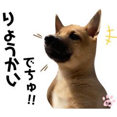 [LINEスタンプ] 雑種犬うめちゃん。