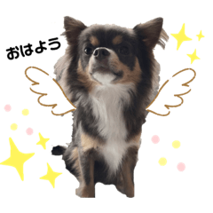 [LINEスタンプ] チワワ イヴ