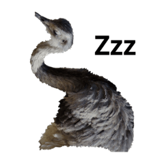 [LINEスタンプ] 鳥のエミュー(著作権フリー画像使用)