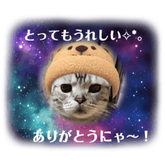 [LINEスタンプ] ドルにゃんスタンプ
