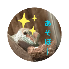 [LINEスタンプ] ほとんどヤモリスタンプ2