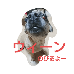 [LINEスタンプ] どうぶつスタンプANIMALSTAMP