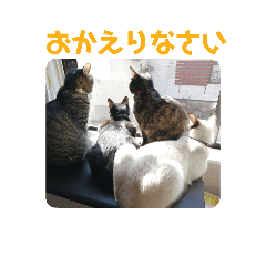 [LINEスタンプ] 愛しのニャンズすたんぷ 4