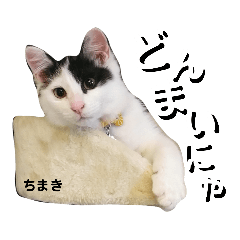 [LINEスタンプ] あんもちまきスタンプ