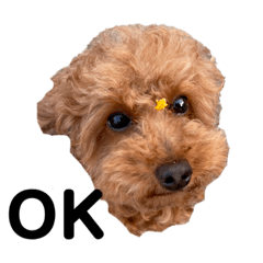 [LINEスタンプ] ラテスタ
