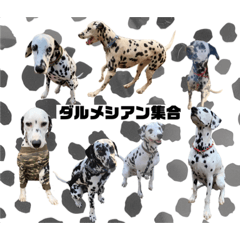 [LINEスタンプ] 仲良しダルメシアン【茶色いおまけ付き】