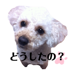 [LINEスタンプ] きなスペシャル