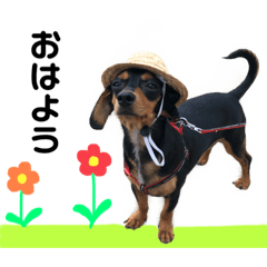 [LINEスタンプ] ダッピンシャーのちょこちゃんの画像（メイン）
