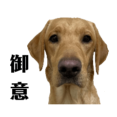 [LINEスタンプ] 供血犬·しうば·ラブ翼