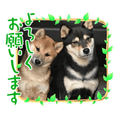 [LINEスタンプ] 柴犬モコ＆稲穂