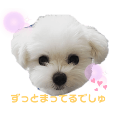 [LINEスタンプ] 可愛いマルチーズのコタロウくん vol.1
