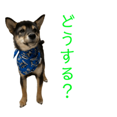 [LINEスタンプ] 黒柴犬パピーのルークくん 2